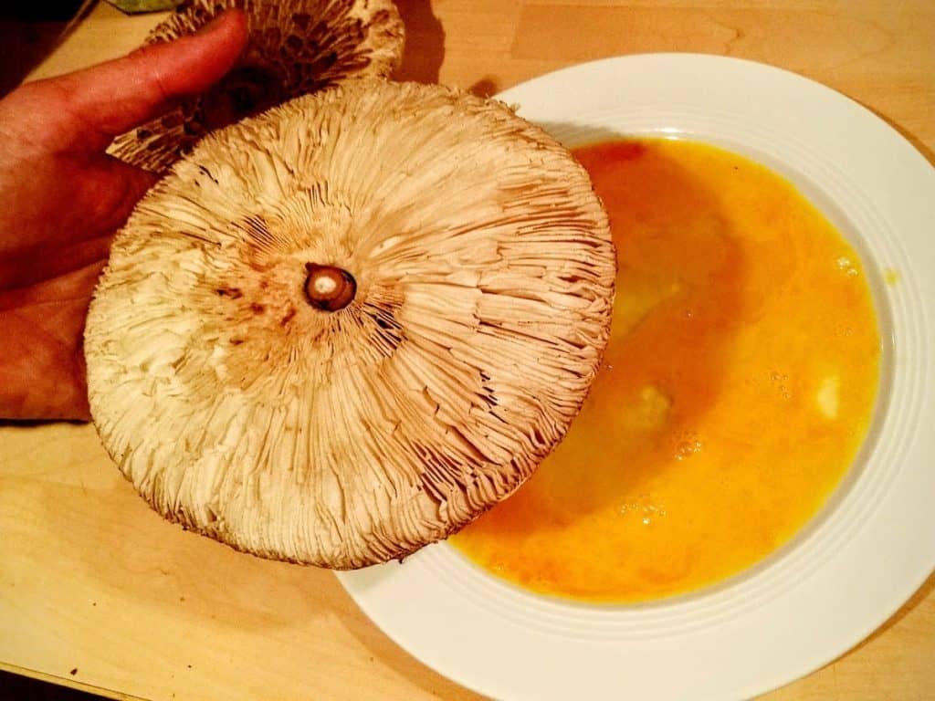 Pilzsaison: Hau den Parasol in die Pfanne! - Hurra, draussen!