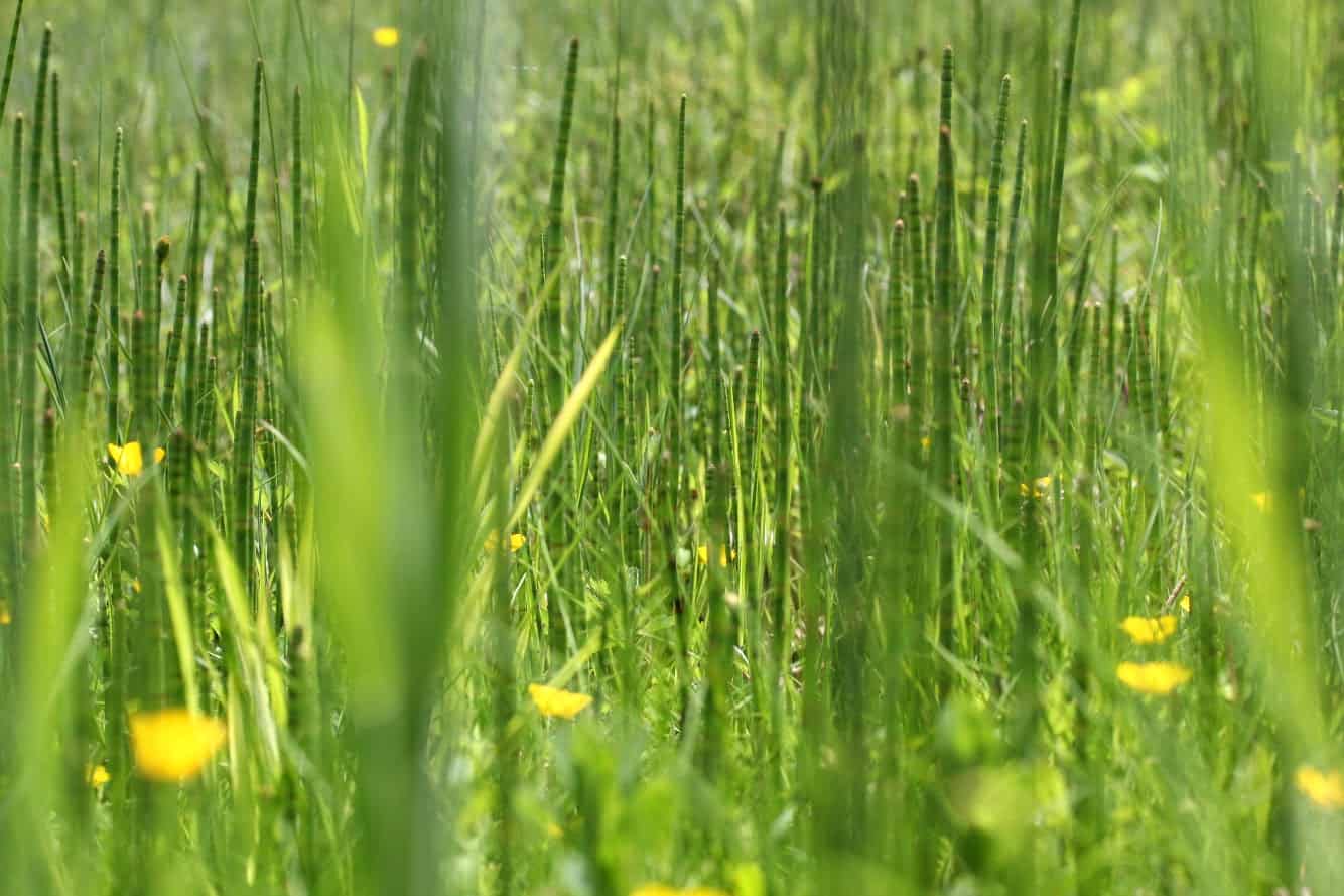 Mooswiese mit Gras und Schachtelhalmen an der Eggstätt-Hemmhofer Seenplatte